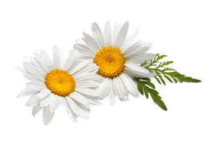 Chamomile Extract