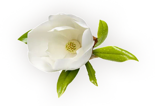 Rebuild & Protect Cartilage