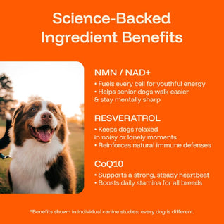 Biowoofs Longevity Protocol