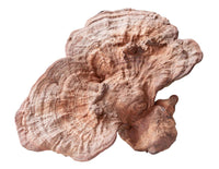 Medicinal Mushrooms